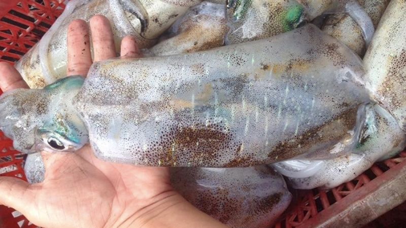 Bí quyết chọn mực tươi ngon